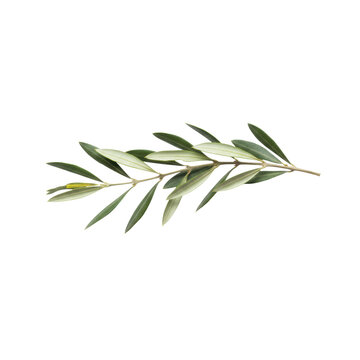 Elegant olive branch with slender lanceolate leaves in silvery-green and sage tones against a transparent background, concept of peaceful organic simplicity