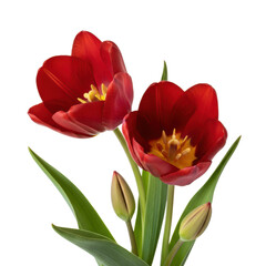 Fototapeta premium Two vibrant crimson tulips, velvety petals, intricate stamens, green stems, and buds, isolated against a transparent background, celebrating natural beauty