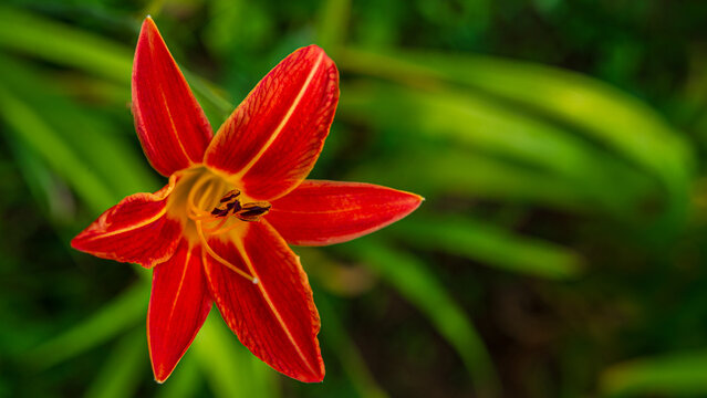 Blooming Orange Tiger Lily Flower Against Green Foliage.