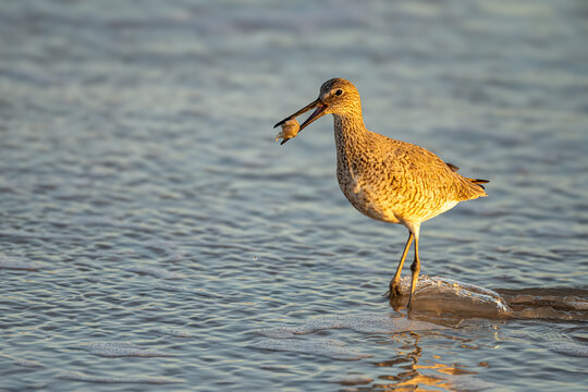 Willet with a sand flea meal