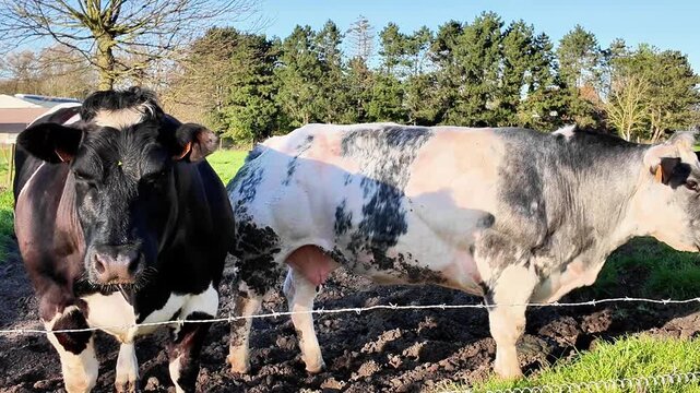 Belgian Blue Cattle Grazing in a Picturesque Green Meadow in Flanders