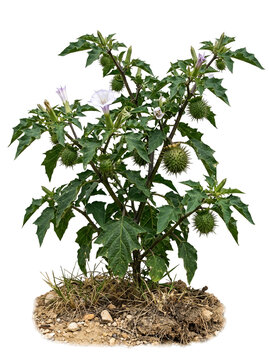 Fierce Thorn Apple Datura Ferox Spiky Seed Pod Plant