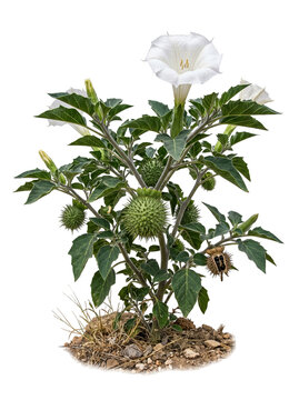 Hairy Thorn Apple Datura Innoxia Plant with Fuzzy Leaves