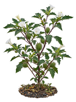 Long Spined Thorn Apple Datura Ferox Plant with Spiky Pods