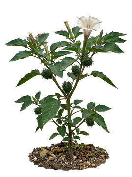 Datura Fastuosa