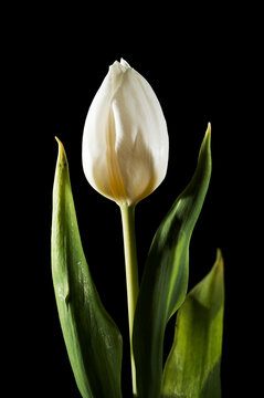 Elegant white tulip with green leaves against a dark background