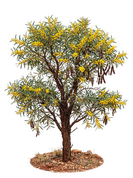 Mount Connor Wattle Acacia Ammobia Australian Shrub