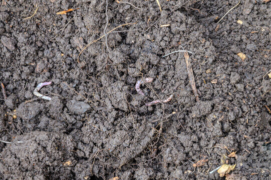 Earthworms burrowing through rich, dark soil, indicating healthy garden ecosystem