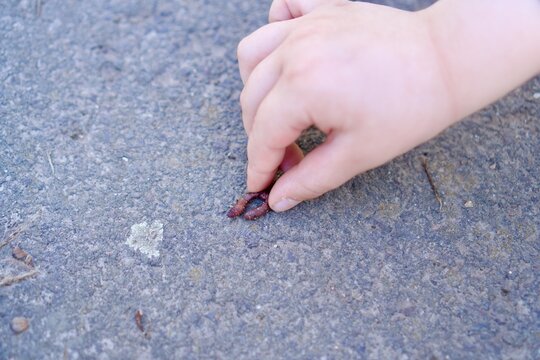 Close-up of a child's hand gently touching an earthworm on a park path hand touching an earthworm on asphalt, nature exploration. High quality photo