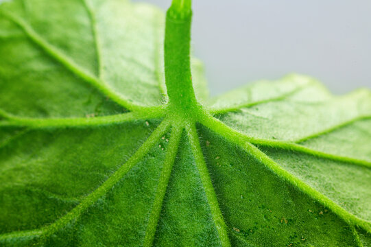 Close-up macro view of a vibrant green leaf stem and veins with fine hairs