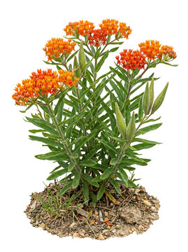 Windroot Asclepias Tuberosa Orange Butterfly Milkweed
