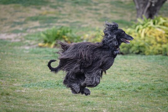 cane peloso nero corre sul prato