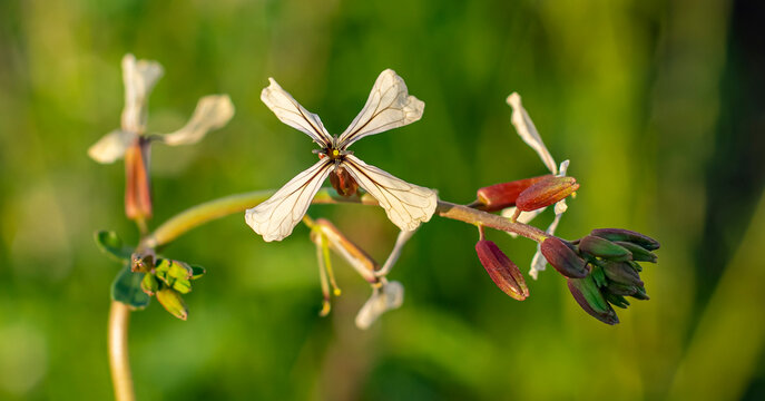 Arugula (Eruca vesicaria) is an edible annual plant belonging to the Brassicaceae family.