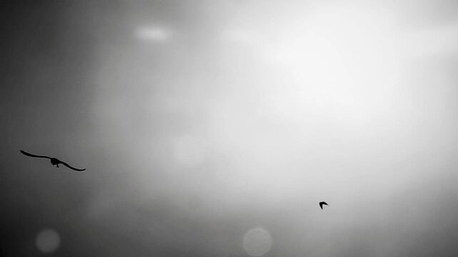 Seagulls soar across the bright orange sky at sunset, their shadows contrasting with the illuminated sunlight, capturing the atmosphere of Bang Pu coastlinethe freedom and natural movement in the wa