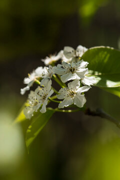 White Cherry blossom 
