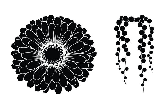 Detailed black vector illustration of a gerbera flower and string of pearls