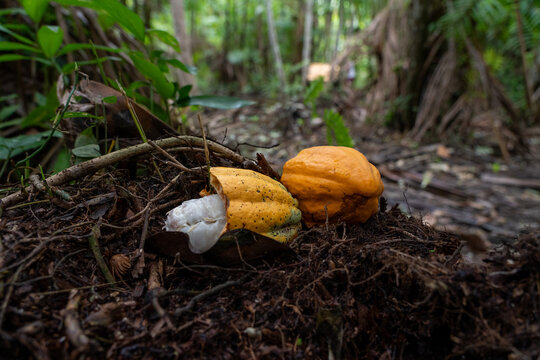 Sustainable Cacao Cultivation in the Amazon Floodplains