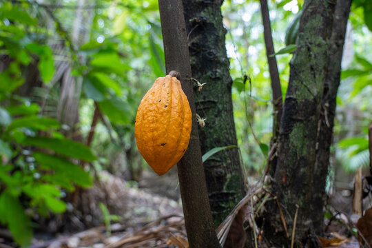 Sustainable Cacao Cultivation in the Amazon Floodplains