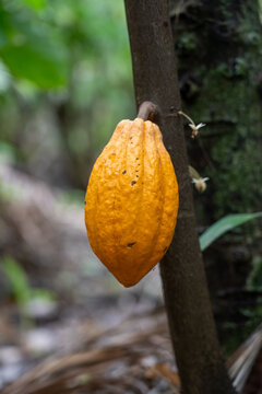 Sustainable Cacao Cultivation in the Amazon Floodplains
