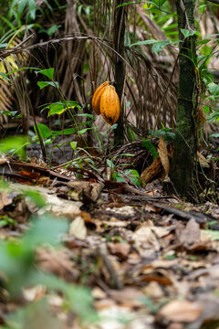 Sustainable Cacao Cultivation in the Amazon Floodplains