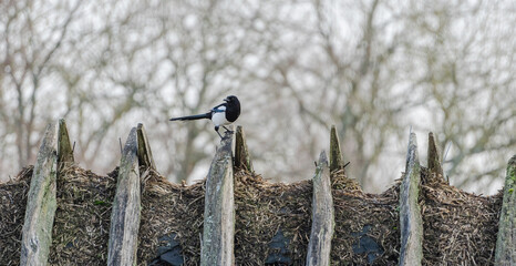 Bird sitting on hay roof in natural environment. © liukovmaksym