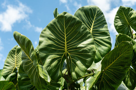 Aninga plants (Montrichardia linifera) along Amazon riverbank