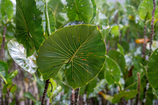 Aninga plants (Montrichardia linifera) along Amazon riverbank