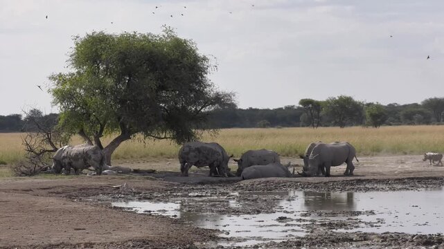 White Rhinoceros Herd Gathering at a Muddy Waterhole in the Savanna under a tree