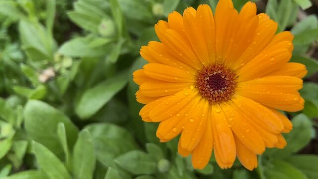 Calendula officinalis orange flower covered with dew droplets in the morning garden,4K.