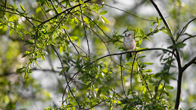 Long-tailed Tit (Aegithalos caudatus) In A Weeping Willow (Salix babylonica)