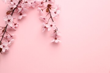 Naklejka premium Beautiful cherry plum tree blossoms on pink background, flat lay. Space for text