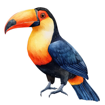 Toucan, charming watercolor clipart, isolated on a white background.