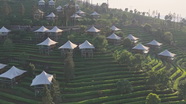 Aerial view of a luxury glamping resort with white tents nestled among lush green tea plantation terraces on a hillside in Puer, Yunnan, China.