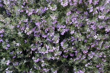 Obraz premium Closeup on the light purple flowers of the Australian coastal rosemary, Westringia fruticosa