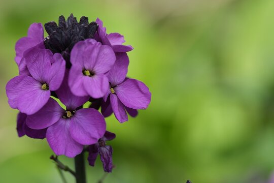 Closeup on a vibrant purple flowering wallflower, Erysimum cheiri in the garden