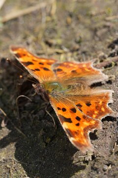 Closeup on a vibrant orange colored Comma butterfly, Polygonia c-album with spread wings in the garden