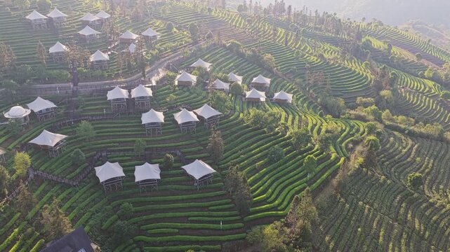 Aerial view of luxury glamping tents nestled among lush terraced tea plantations on a misty hillside in Puer, Yunnan, China.