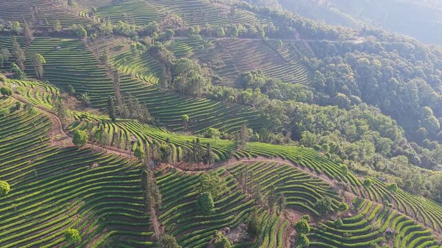 Aerial view of lush green terraced tea plantations on rolling hills with scattered trees in Puer, Yunnan, China.