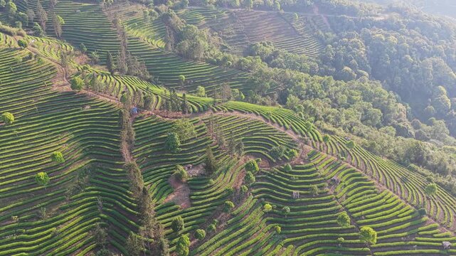 Aerial view of the sprawling terraced tea plantations of Puer with vibrant green rows following the mountain contours under soft daylight Puer, Yunnan, China.