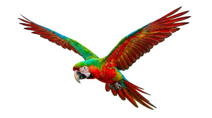 Vibrant Macaw Parrot in Flight A Majestic Tropical Bird with Colorful Plumage Soaring Through the Air © Graphic Studio