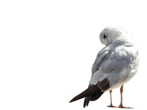 a seagull pruning its self isolated on transparent background 