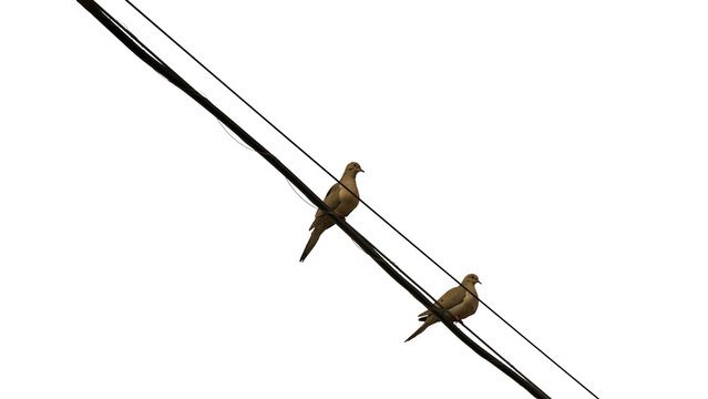 two doves sitting on the telephone lines isolated on transparent background 