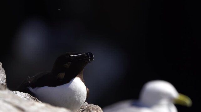 An adult razorbill (Alca torda) sitting on the rocks near the sea