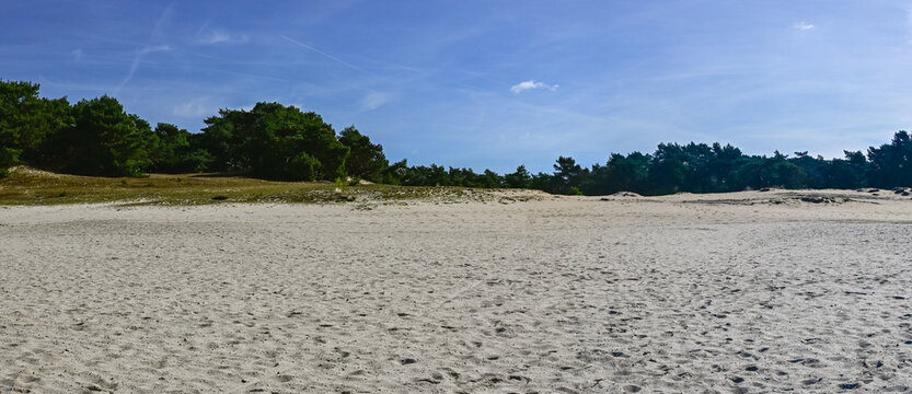 Panoramic open sandy beach (Lommel Sahara - Belgium) with trees under a clear blue sky during the day