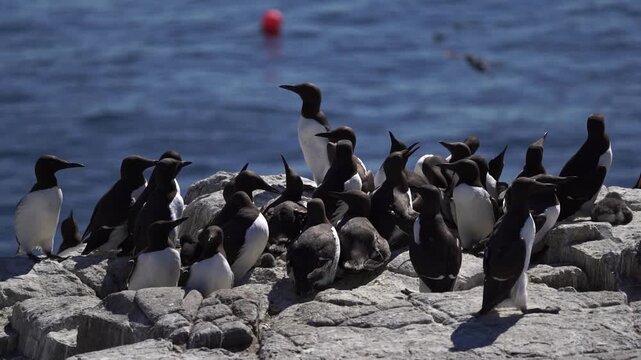 A group of adult common murres or common guillemots (Uria aalge) standing on the rocks near the sea - slow motion