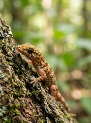 Fototapeta premium Close-up of a Small Gecko Climbing on a Moss-Covered Tree Trunk in a Lush Forest
