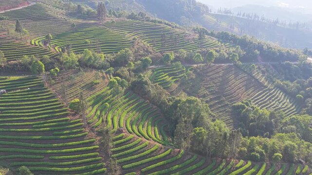 Aerial view of terraced tea plantations on rolling hills with lush green rows and scattered trees in Puer, Yunnan, China.