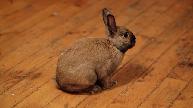 Brown domestic rabbit sitting on hardwood floor looking right in a home setting