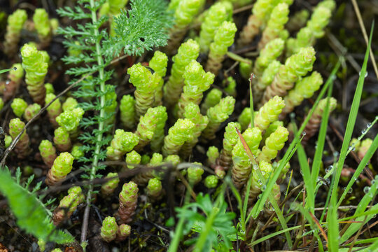 Close-up of bright green clubmoss and mixed moss groundcover with dewdrops on the forest floor, showing fresh spring growth, natural texture, and intricate plant patterns in a damp habitat