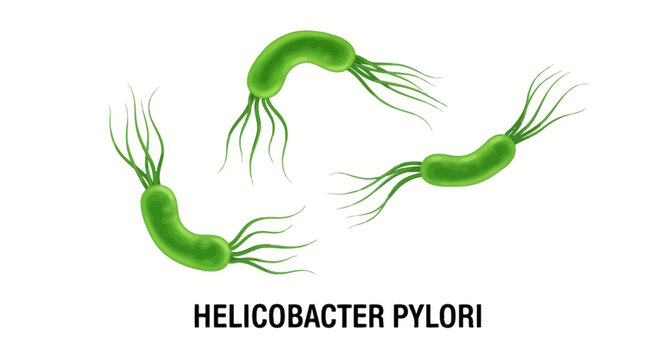 Helicobacter pylori bacteria, green microscopic illustration, H. pylori germs, spiral-shaped microorganisms